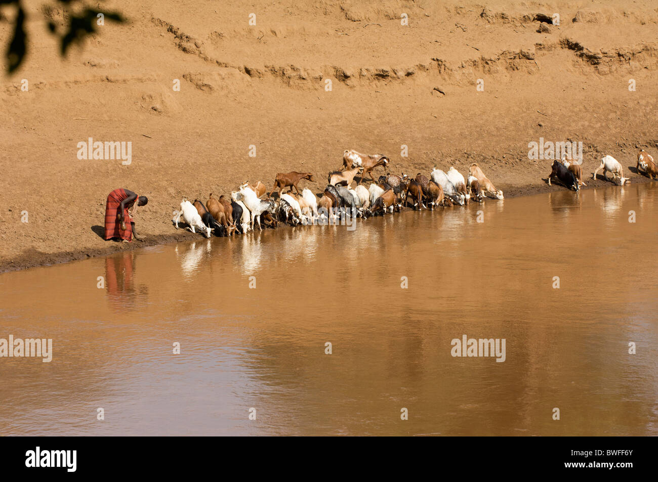 Homme avec les chèvres le long de la rivière Omo, dans le sud de l'Éthiopie Banque D'Images