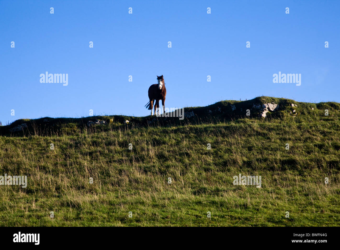 Jeune cheval curieux sur le haut de la crête en Northumbrie UK Banque D'Images