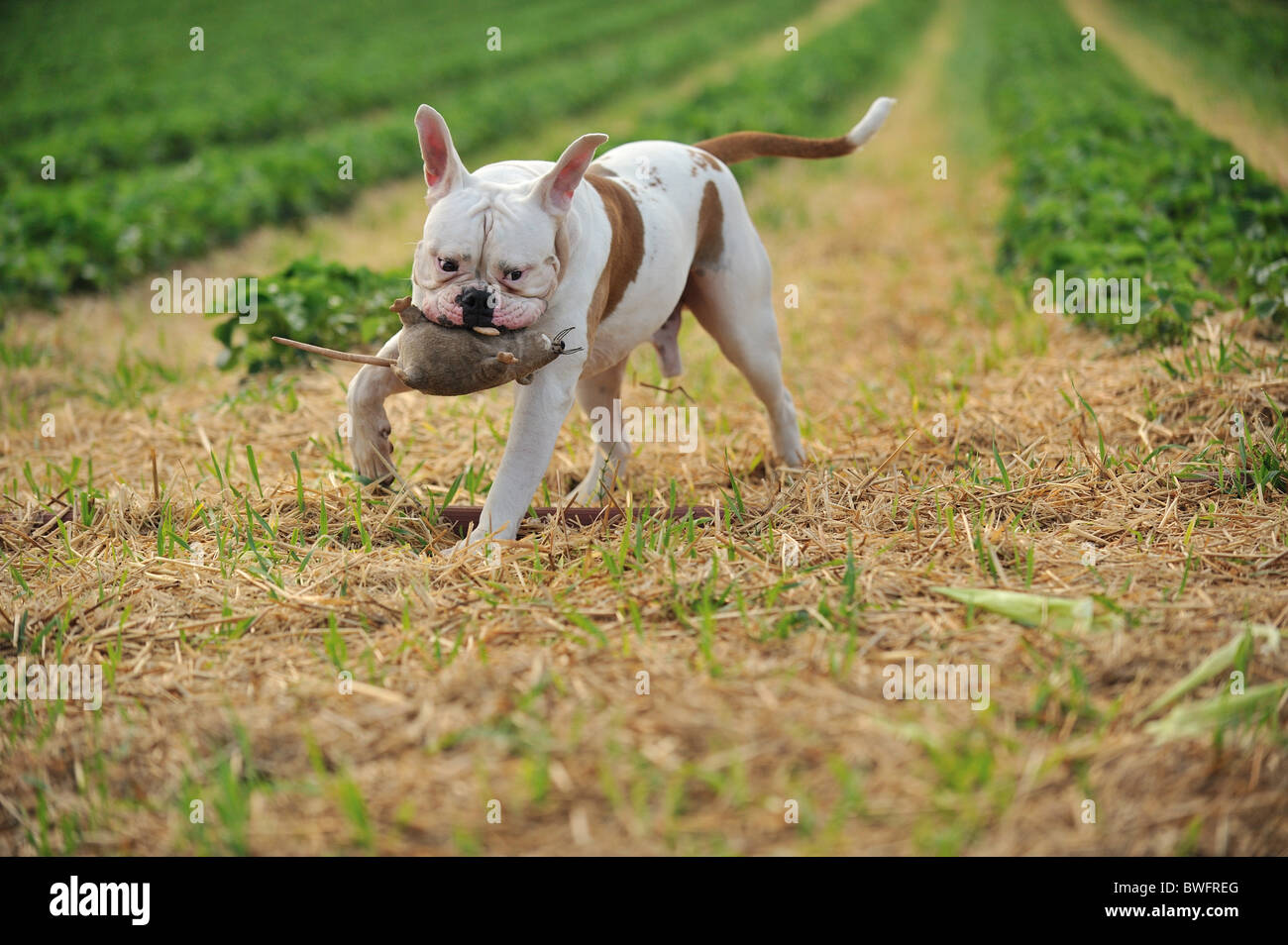 À l'American Bulldog Banque D'Images