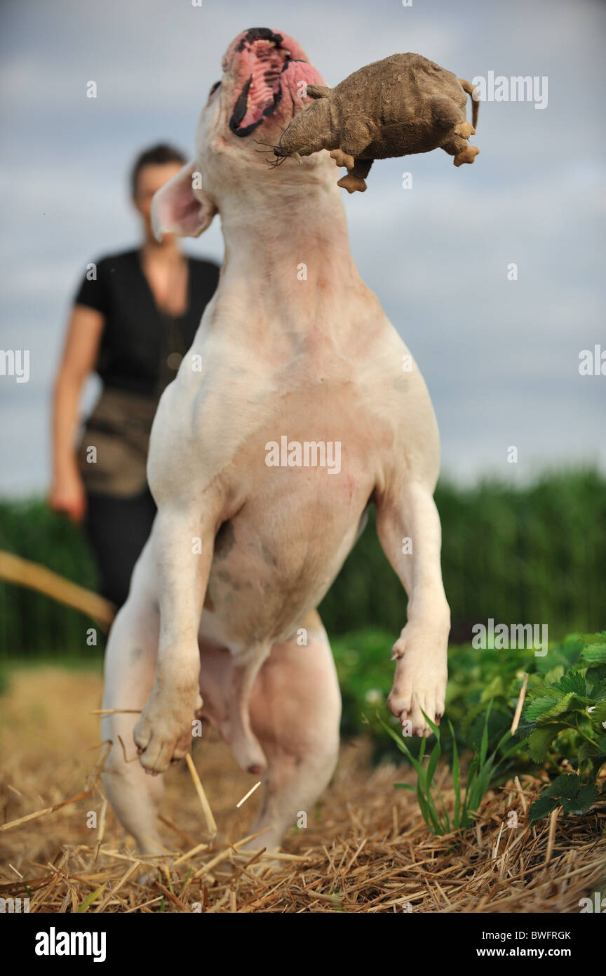 À l'American Bulldog Banque D'Images