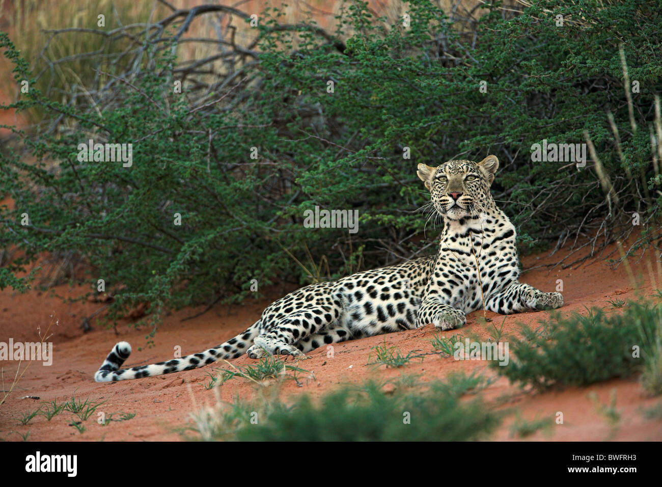 Léopard Kalahari allongé sur dune de sable rouge, dans le parc transfrontalier de Kgalagadi, République d'Afrique du Sud, Botsuana, Parc de la paix Banque D'Images