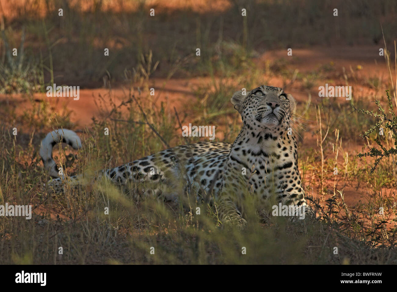 Léopard Kalahari allongé sur dune de sable rouge, dans le parc transfrontalier de Kgalagadi, République d'Afrique du Sud, Botsuana, Parc de la paix Banque D'Images