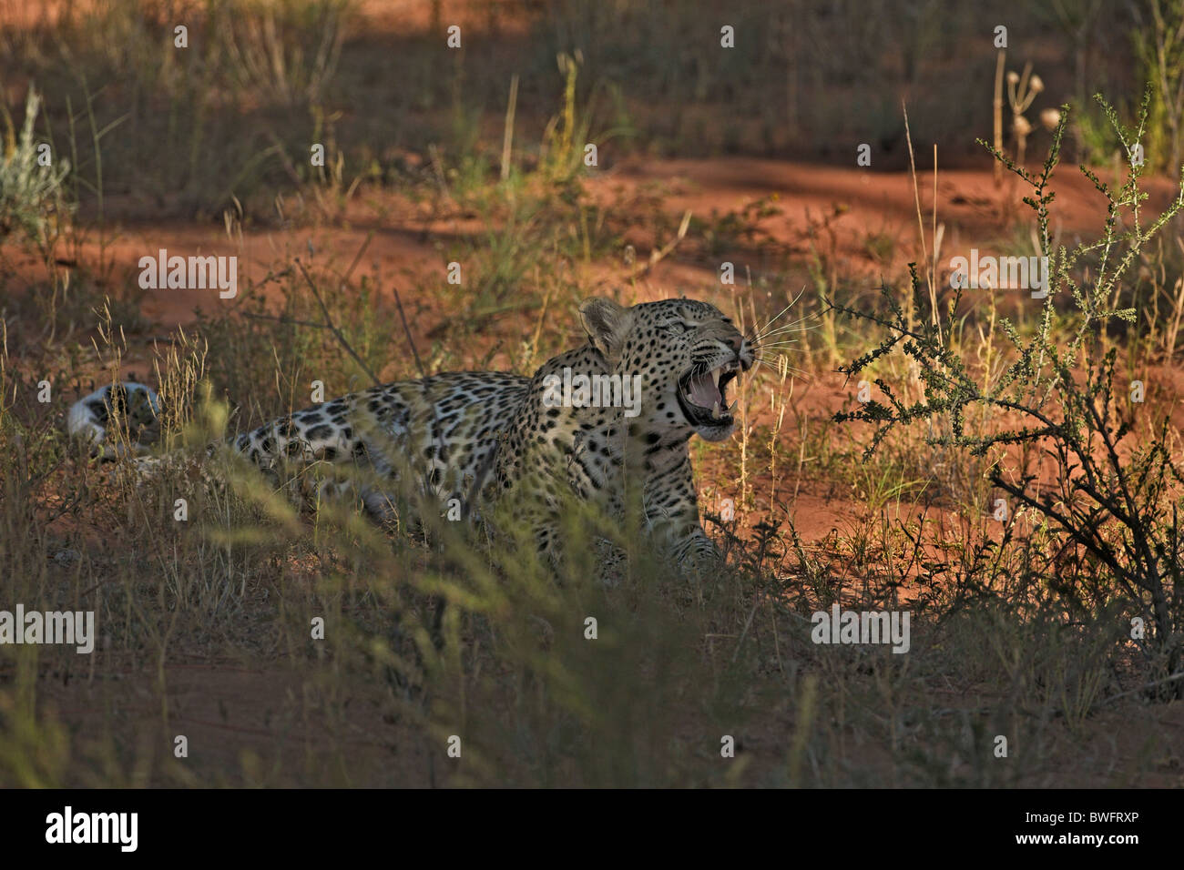 Léopard Kalahari allongé sur dune de sable rouge, dans le parc transfrontalier de Kgalagadi, République d'Afrique du Sud, Botsuana, Parc de la paix Banque D'Images