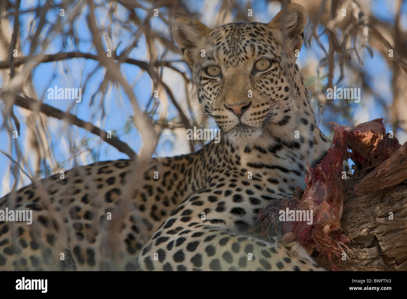 Kalahari Leopard avec proie en acacia, Kgalagadi Transfrontier Park, République d'Afrique du Sud, Botsuana, Parc de la paix Banque D'Images