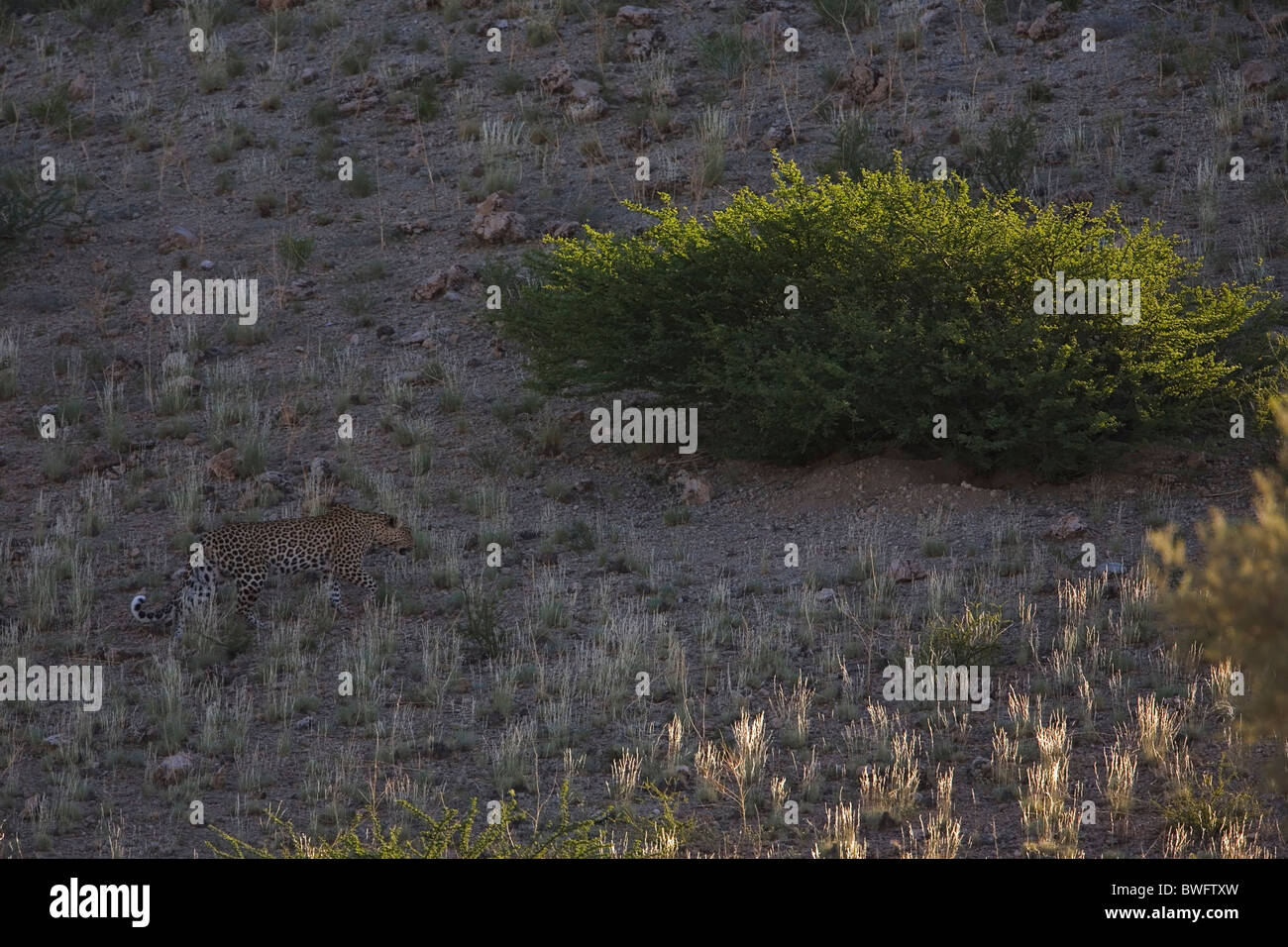 Léopard Kalahari bien camouflée sur dune, Kgalagadi Transfrontier Park, République d'Afrique du Sud, Botsuana, Parc de la paix Banque D'Images