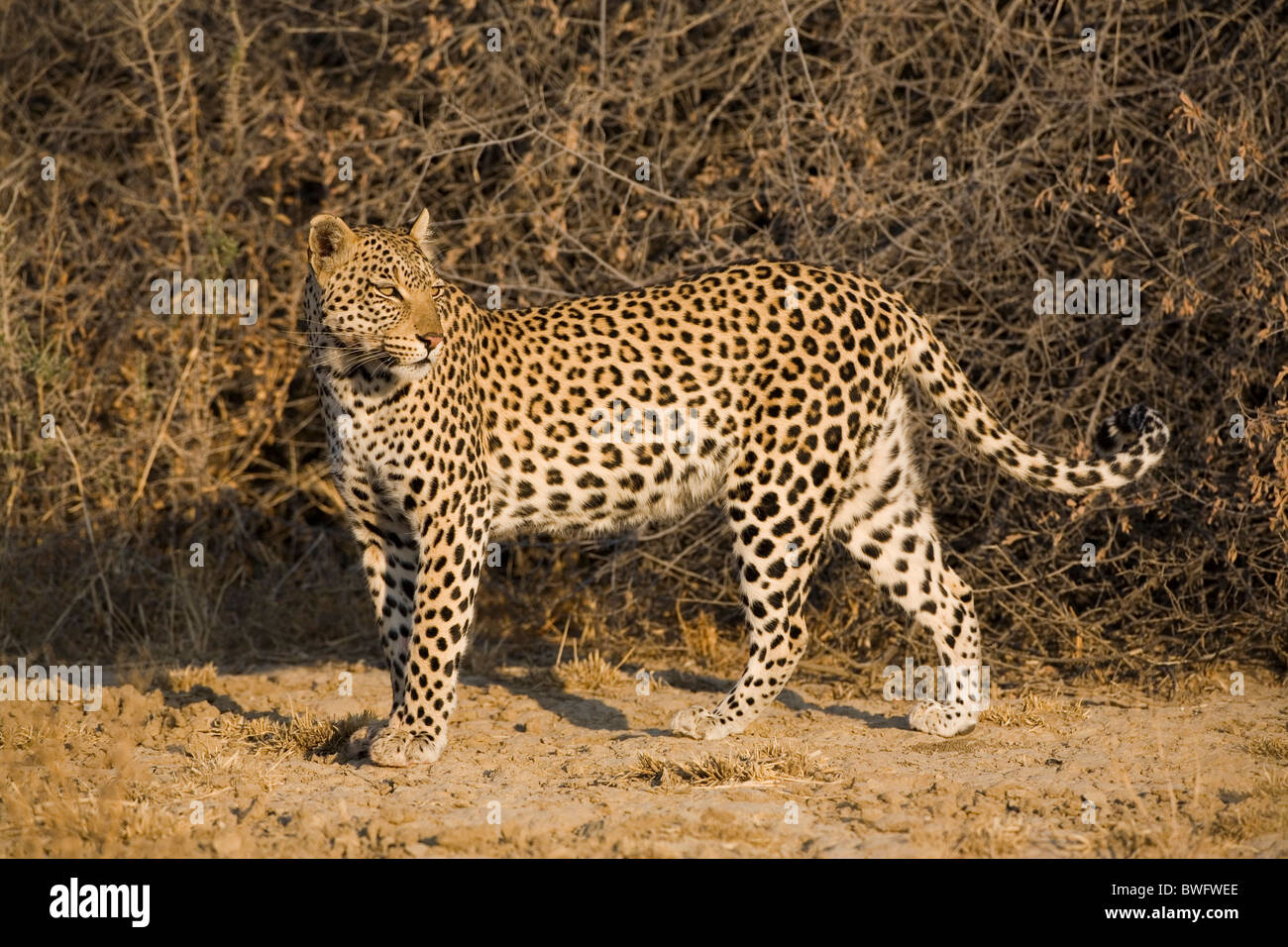 Kalahari magnifique Leopard, Kgalagadi Transfrontier Park, République d'Afrique du Sud, Botsuana, Parc de la paix Banque D'Images