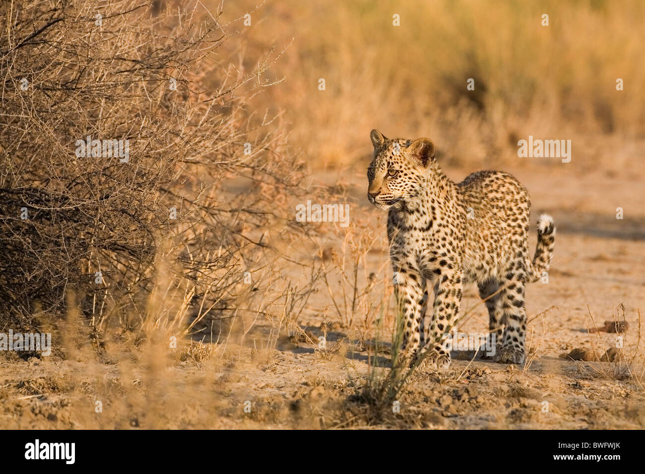 Kalahari Leopard Cub, Kgalagadi Transfrontier Park, République d'Afrique du Sud, Botsuana, Parc de la paix Banque D'Images