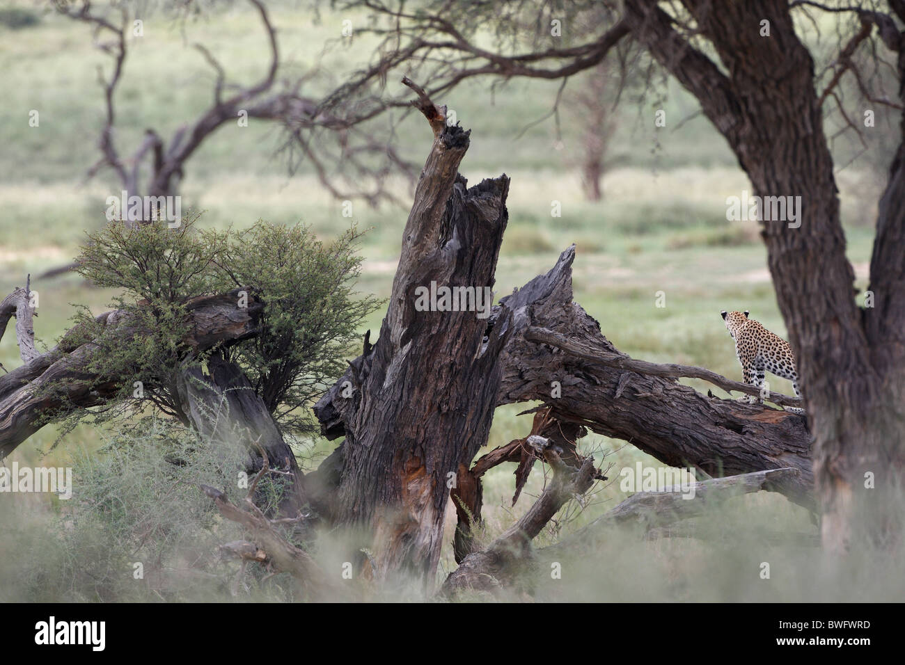 Leopard Kalahari contrôlant son territoire, Kgalagadi Transfrontier Park, République d'Afrique du Sud, Botsuana, Parc de la paix Banque D'Images