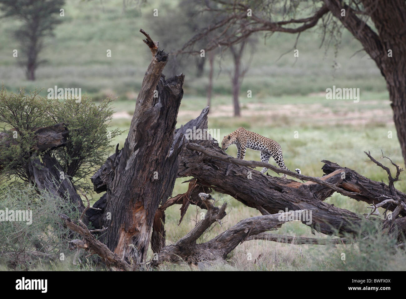 Leopard Kalahari contrôlant son territoire, Kgalagadi Transfrontier Park, République d'Afrique du Sud, Botsuana, Parc de la paix Banque D'Images
