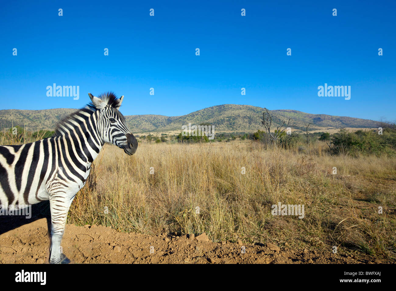 Zebra en plaine, Parc National de Pilansberg, Afrique du Sud Banque D'Images