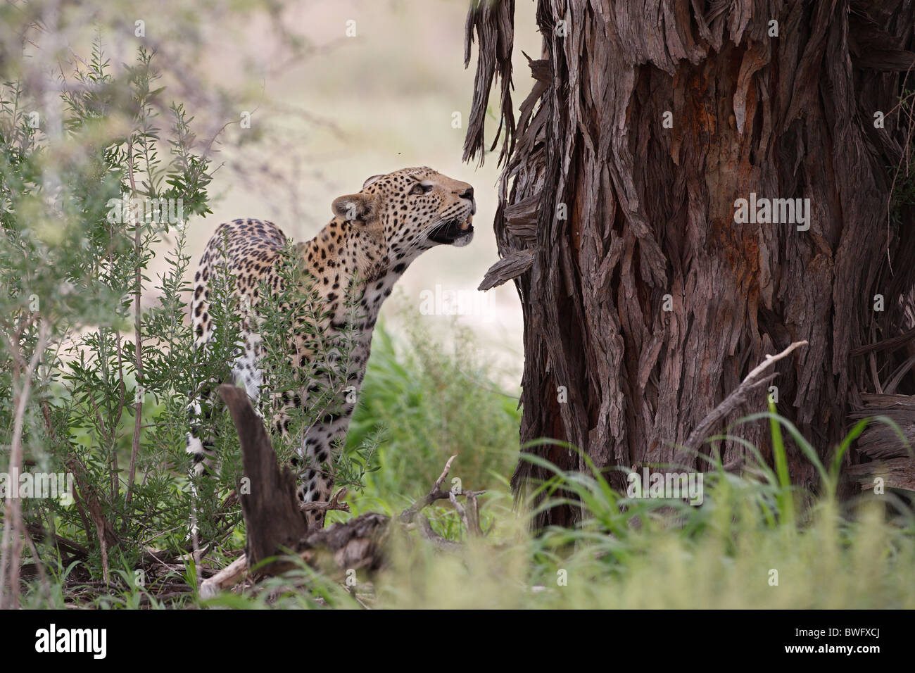 Sous Leopard Kalahari acacia, Kgalagadi Transfrontier Park, République d'Afrique du Sud, Botsuana, Parc de la paix Banque D'Images