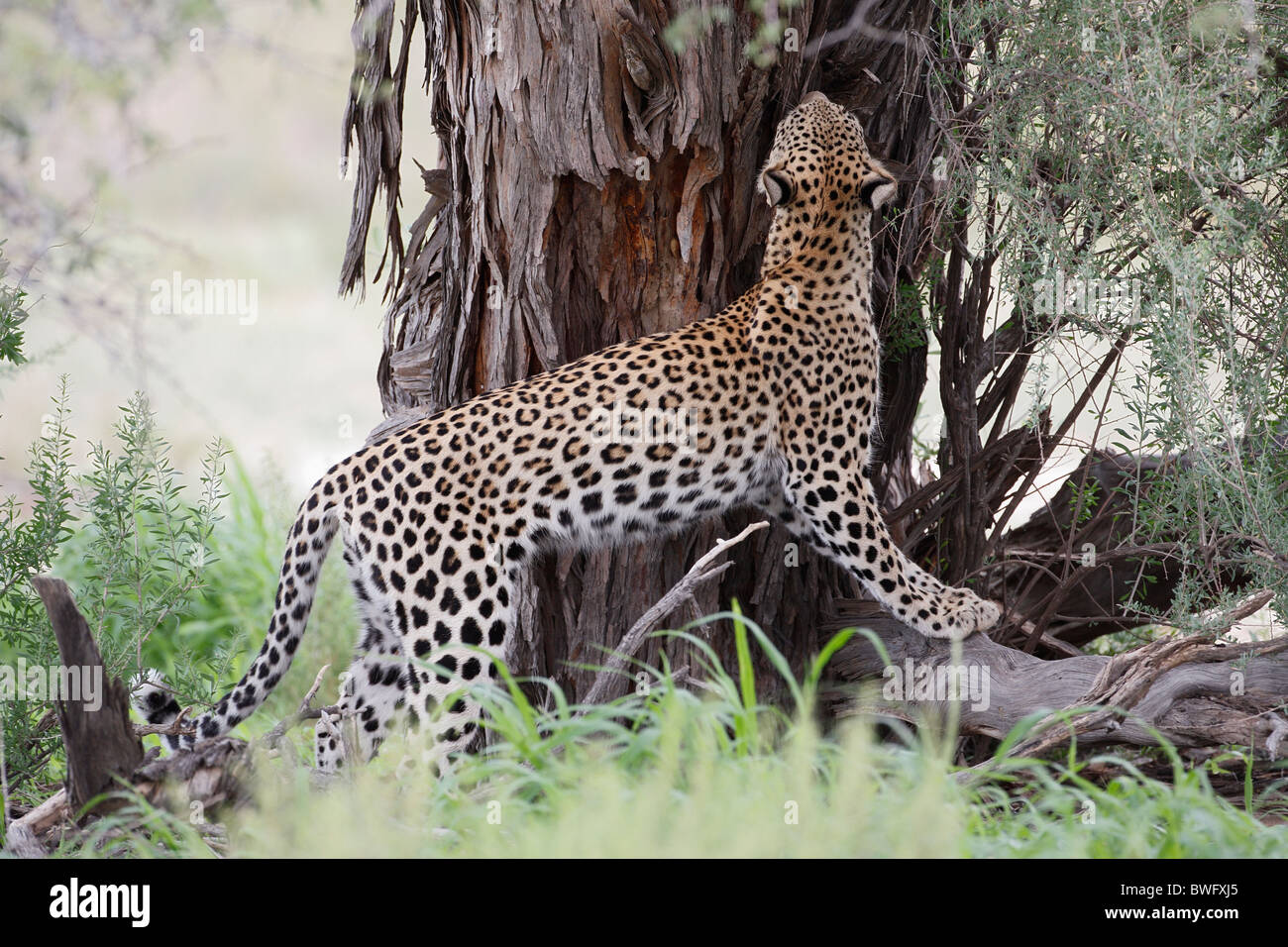 Sous Leopard Kalahari acacia, Kgalagadi Transfrontier Park, République d'Afrique du Sud, Botsuana, Parc de la paix Banque D'Images
