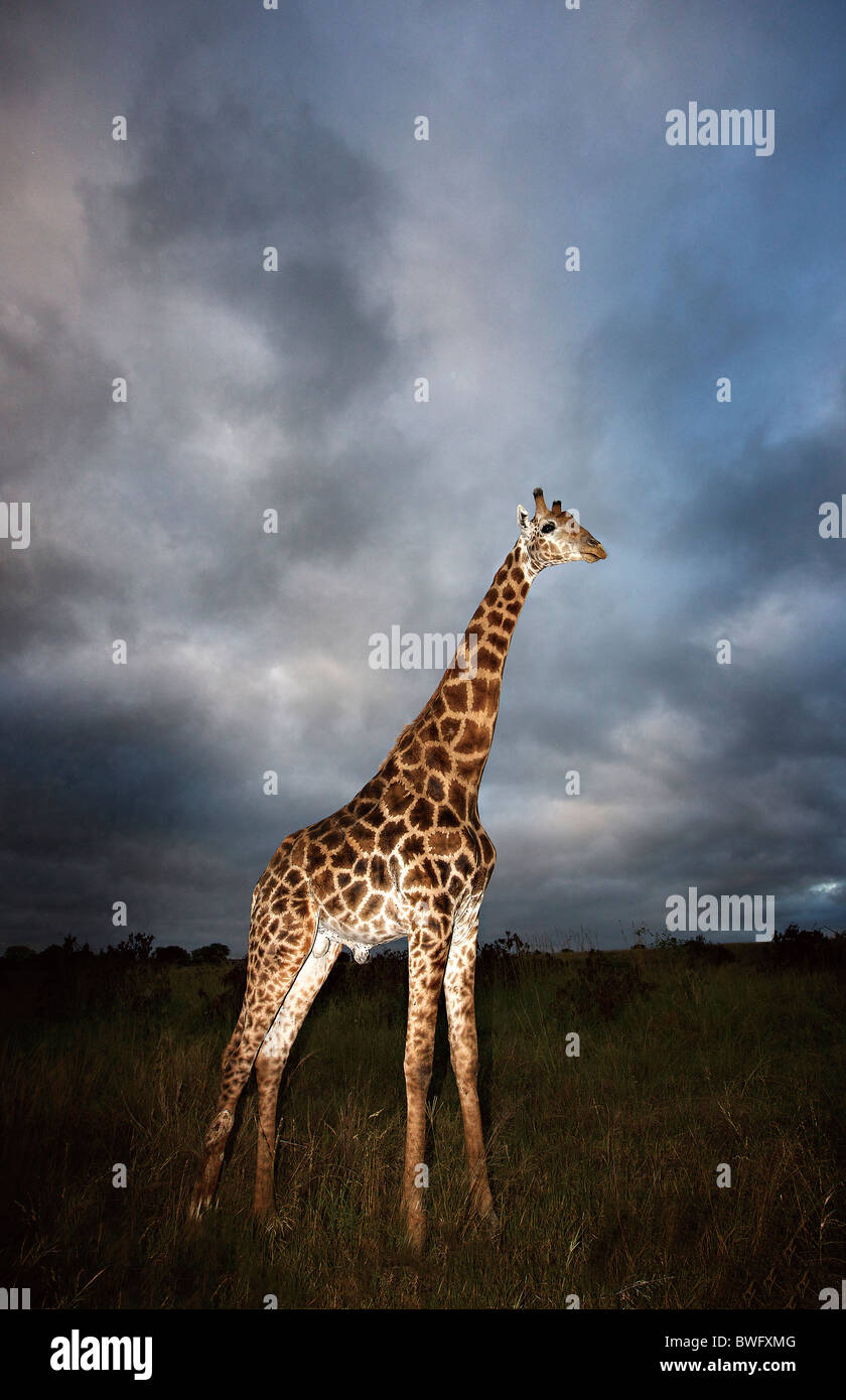 Girafe (Giraffa camelopardalis) en lumière spectaculaire, Kruger National Park, la province de Mpumalanga, Afrique du Sud Banque D'Images