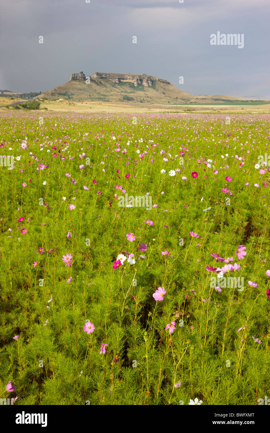 Cosmos en paysage, la Province de l'État libre, en Afrique du Sud Banque D'Images