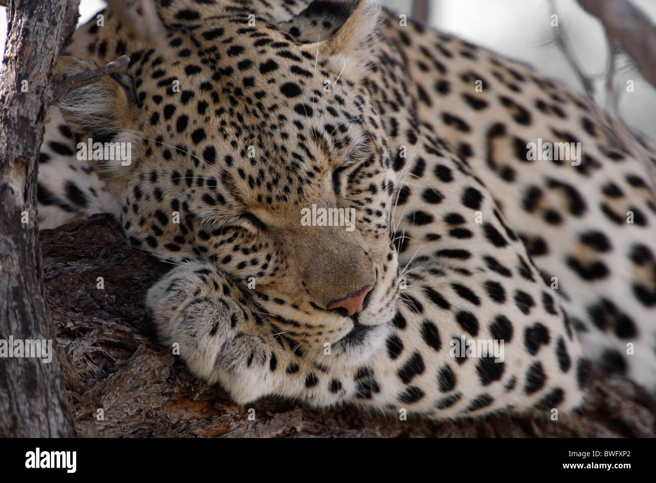 Léopard Kalahari reposant dans acacia, Kgalagadi Transfrontier Park, République d'Afrique du Sud, Botsuana, Parc de la paix Banque D'Images