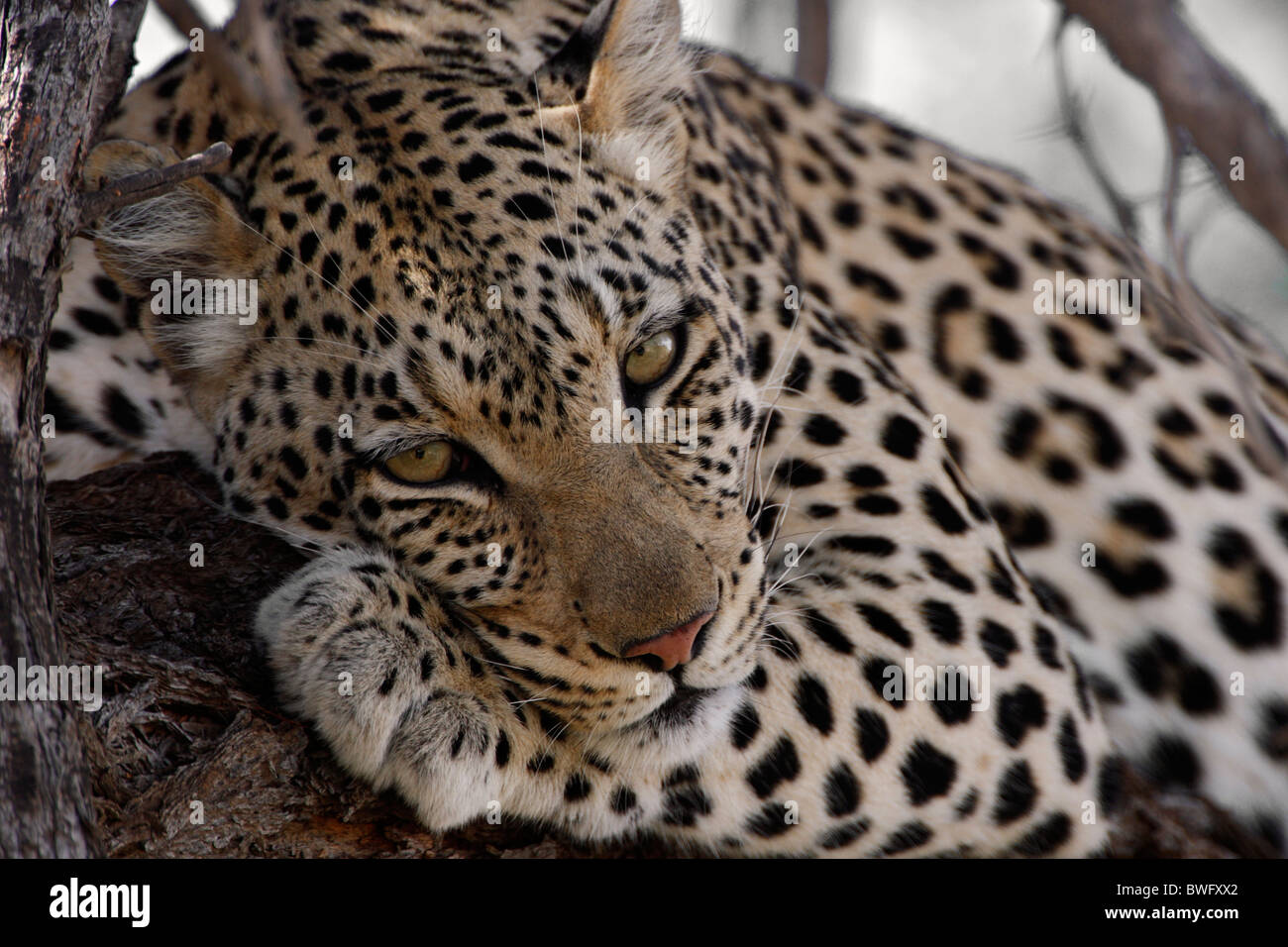 Léopard Kalahari reposant dans acacia, Kgalagadi Transfrontier Park, République d'Afrique du Sud, Botsuana, Parc de la paix Banque D'Images