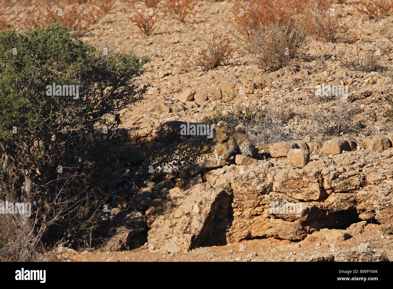 Kalahari trois léopards, mère avec deux oursons, Kgalagadi Transfrontier Park, République d'Afrique du Sud, Botsuana, Parc de la paix Banque D'Images