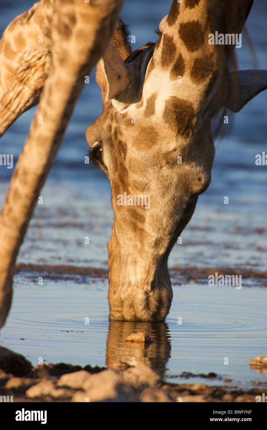Girafe (Giraffa camelopardalis) Eau potable à Waterhole, Etosha National Park, Namibie Banque D'Images
