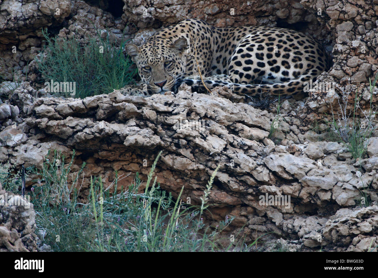 Léopard Kalahari reposant sur des roches, Kgalagadi Transfrontier Park, République d'Afrique du Sud, Botsuana, Parc de la paix Banque D'Images