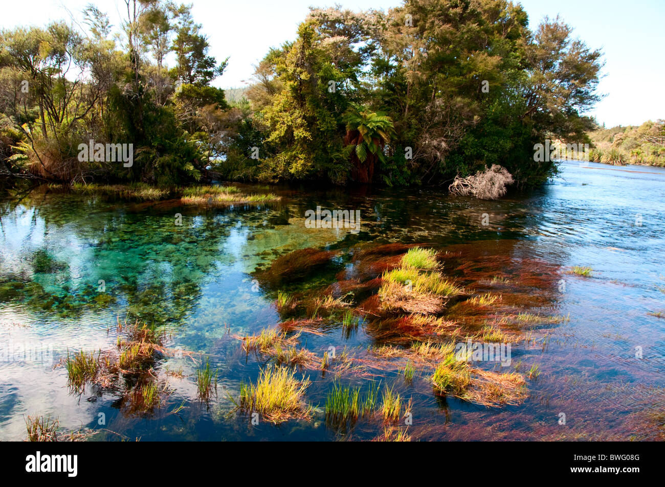 Waikoropupu Springs Pupu Springs), (, Golden Bay, North, South Island, New Zealand Banque D'Images