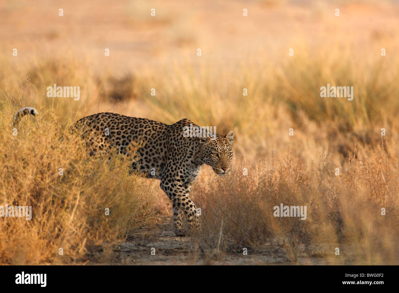 Léopard Kalahari, Kgalagadi Transfrontier Park, République d'Afrique du Sud, Botsuana, Parc de la paix Banque D'Images