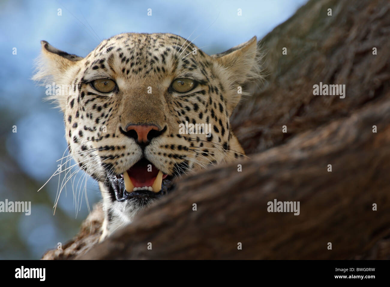 Portrait d'un Léopard Kalahari en acacia, Kgalagadi Transfrontier Park, République d'Afrique du Sud, Botsuana, Parc de la paix Banque D'Images