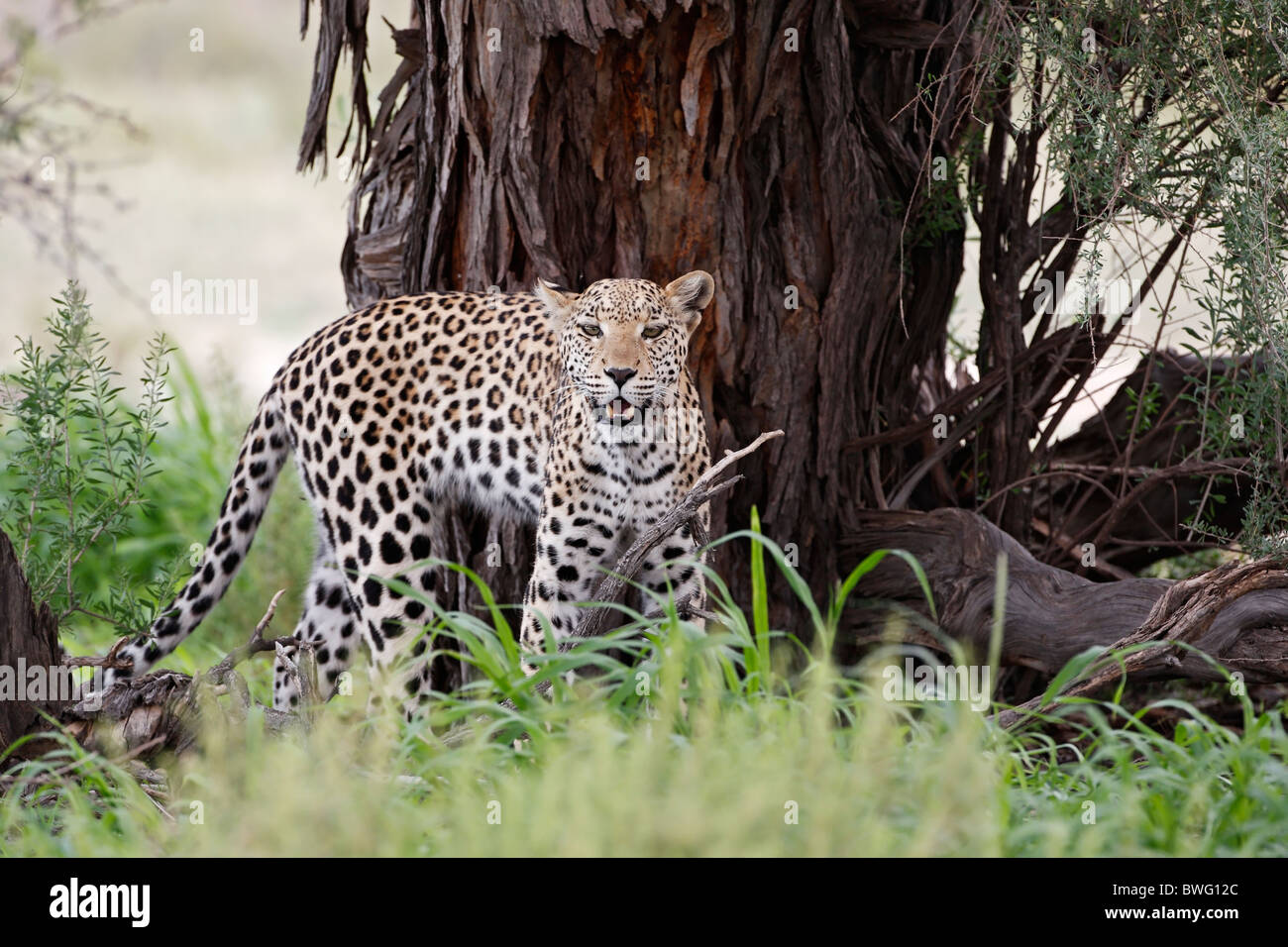 Sous Leopard Kalahari acacia, Kgalagadi Transfrontier Park, République d'Afrique du Sud, Botsuana, Parc de la paix Banque D'Images