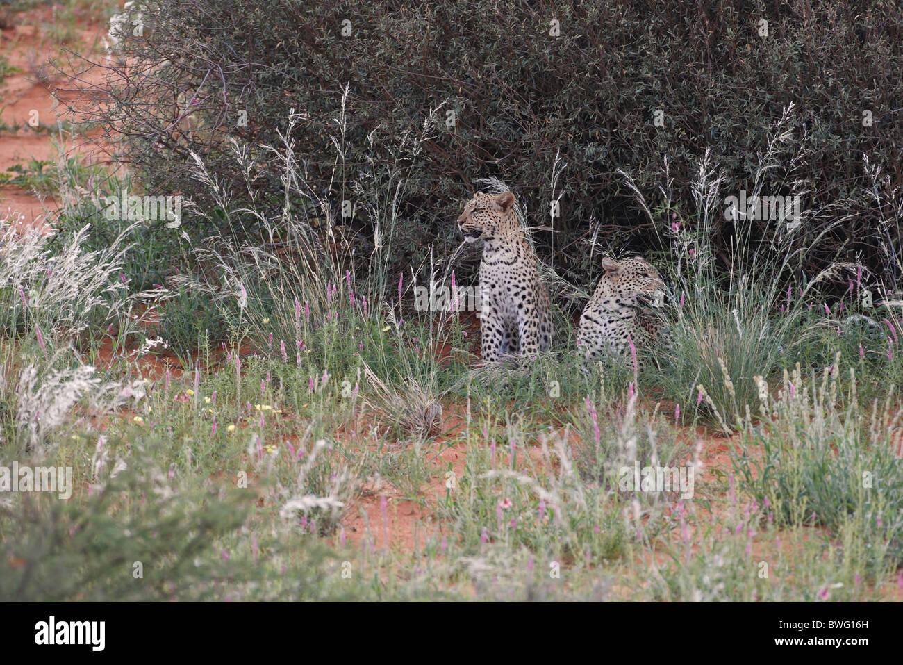 Deux Léopards Kalahari sur dune de sable rouge Kalahari, Kgalagadi Transfrontier Park, République d'Afrique du Sud, Botsuana, Parc de la paix Banque D'Images