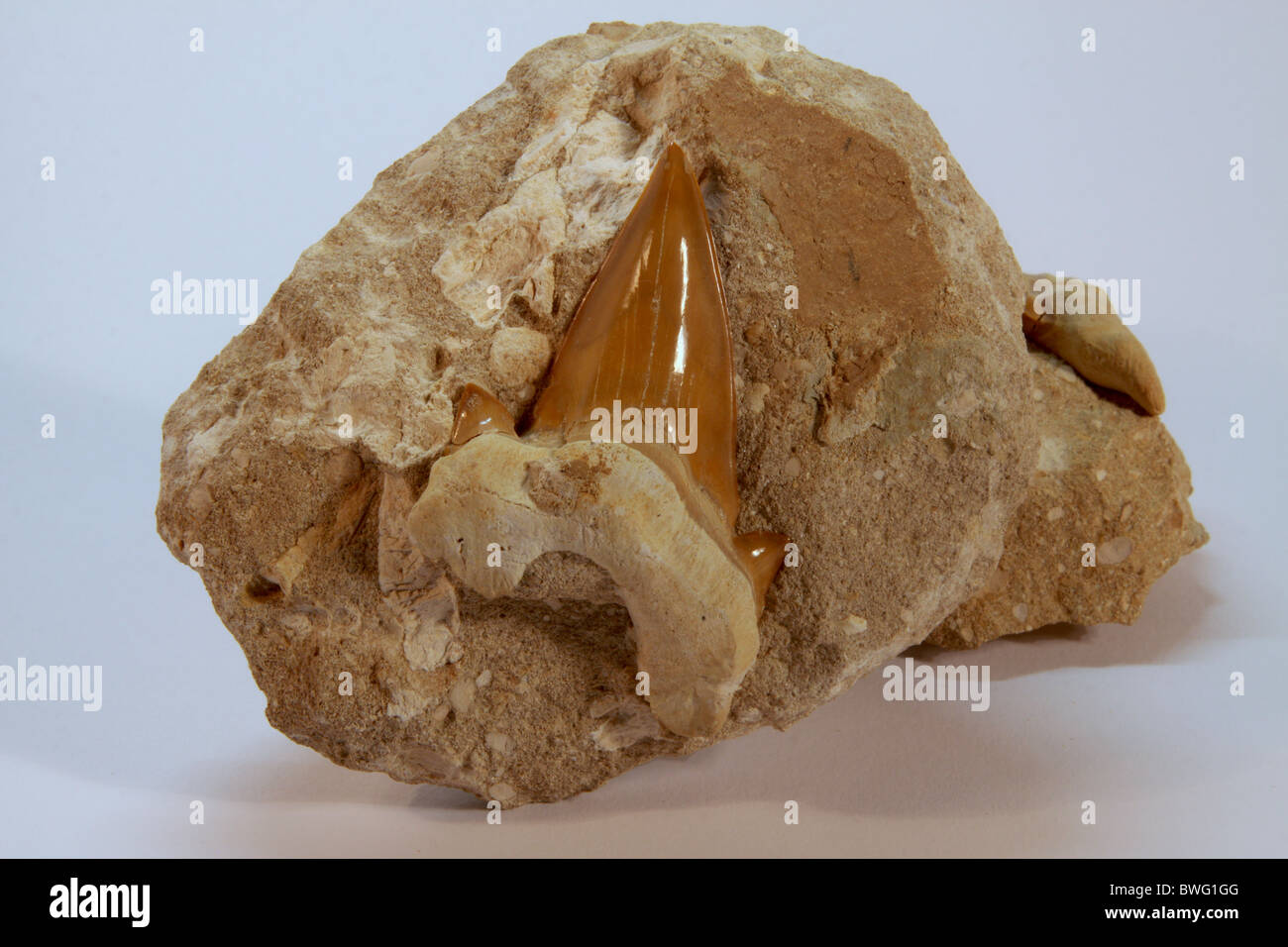 Griffe de dinosaure fossile Sharp Banque D'Images