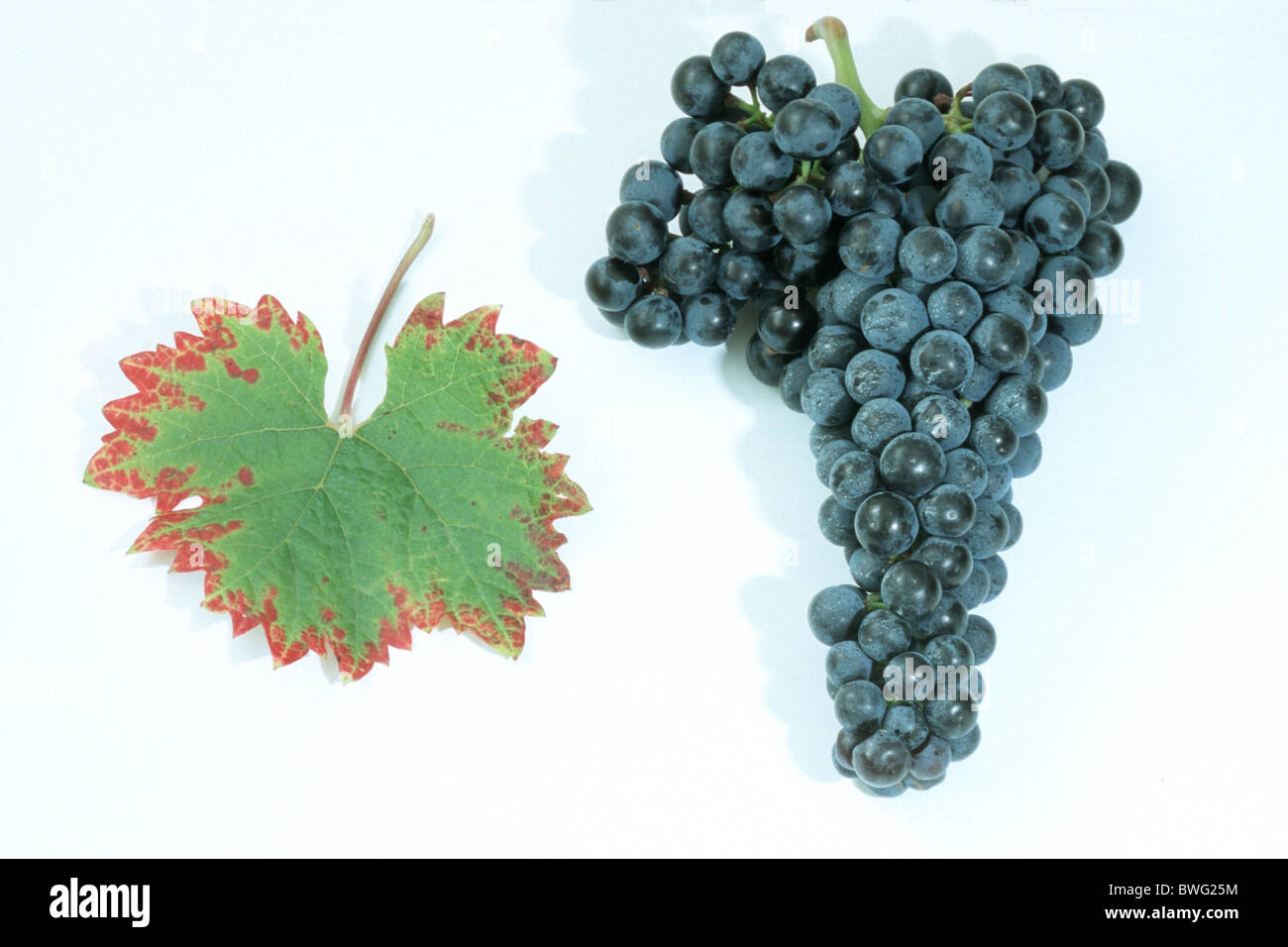 La Vigne, le raisin, la vigne (Vitis vinifera), variété : Dornfelder, grappe de raisins et de feuilles, studio photo. Banque D'Images