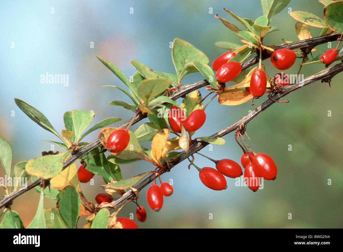 Graines D'épine-vinette Rouge (Berberis Thunbergii) - 15 Graines Pour Arbuste Décoratif épineux, Baies Rouges - Plante De Jardin - 3