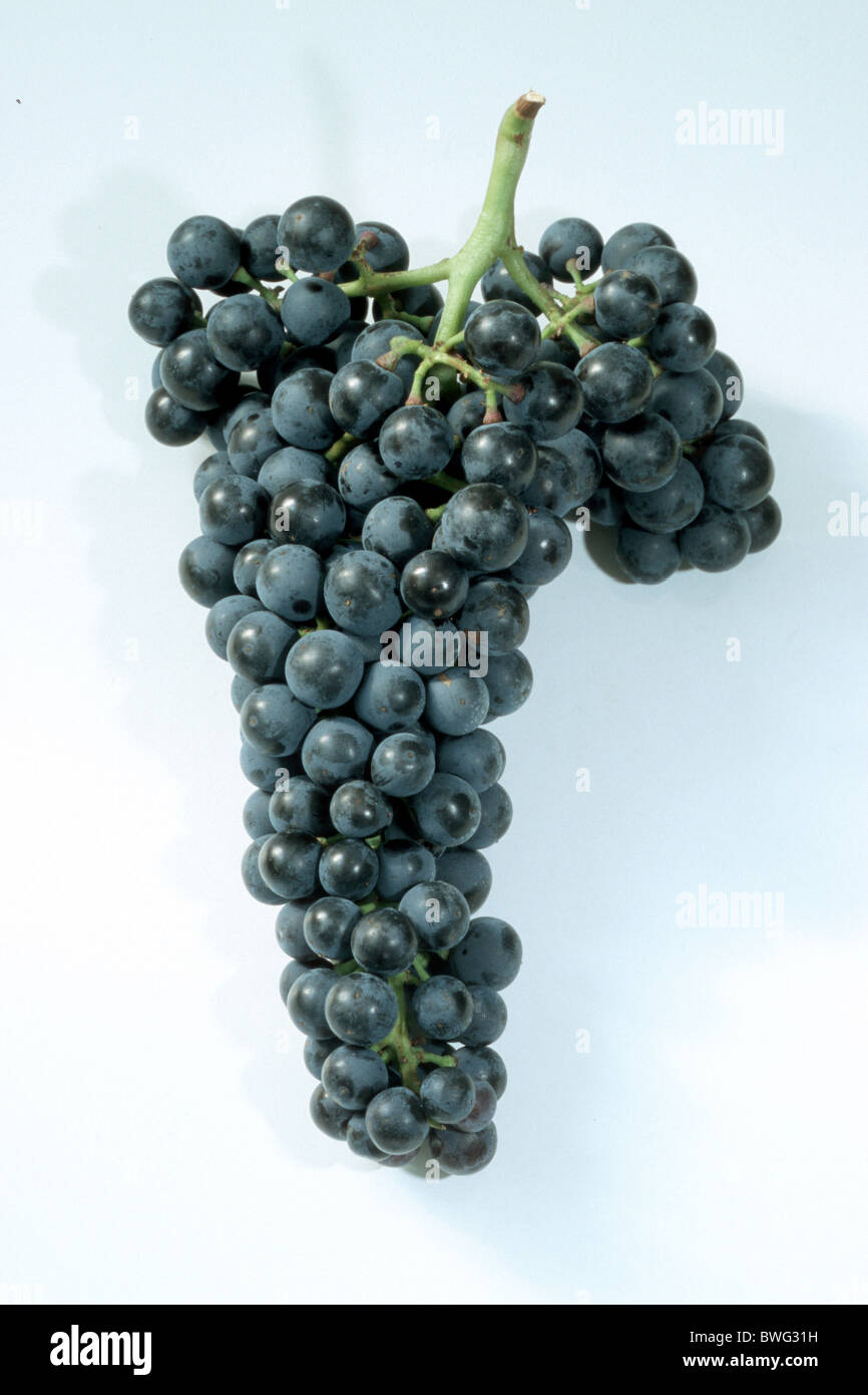 La Vigne, le raisin, la vigne (Vitis vinifera), variété : Dornfelder, grappe de raisins, studio photo. Banque D'Images