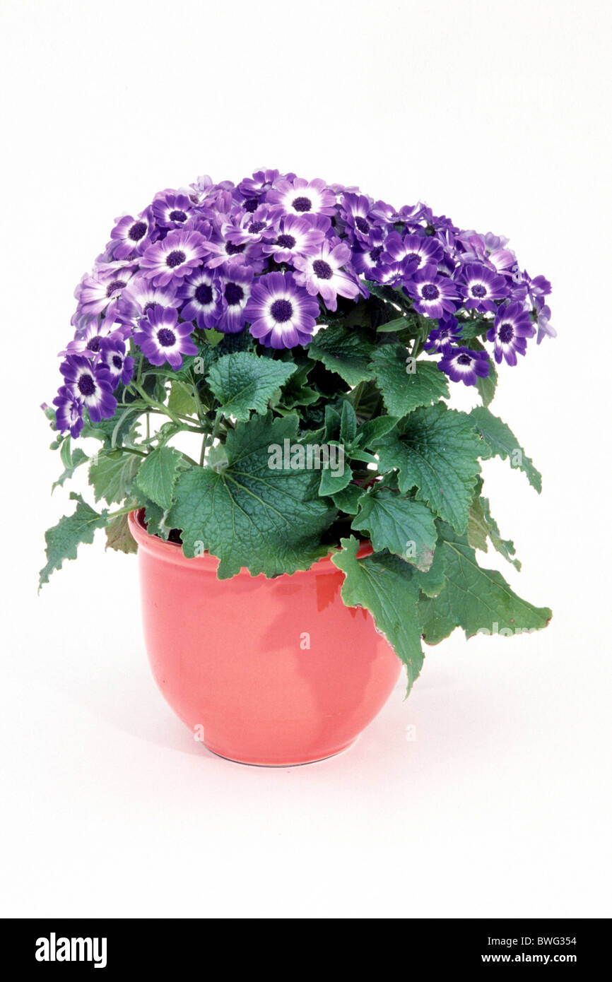 Les fleuristes Cineraria (Pericallis x hybrida, cinéraire x hybrida, Senecio cruentus-Hybride), la floraison des plantes en pot, studio photo Banque D'Images