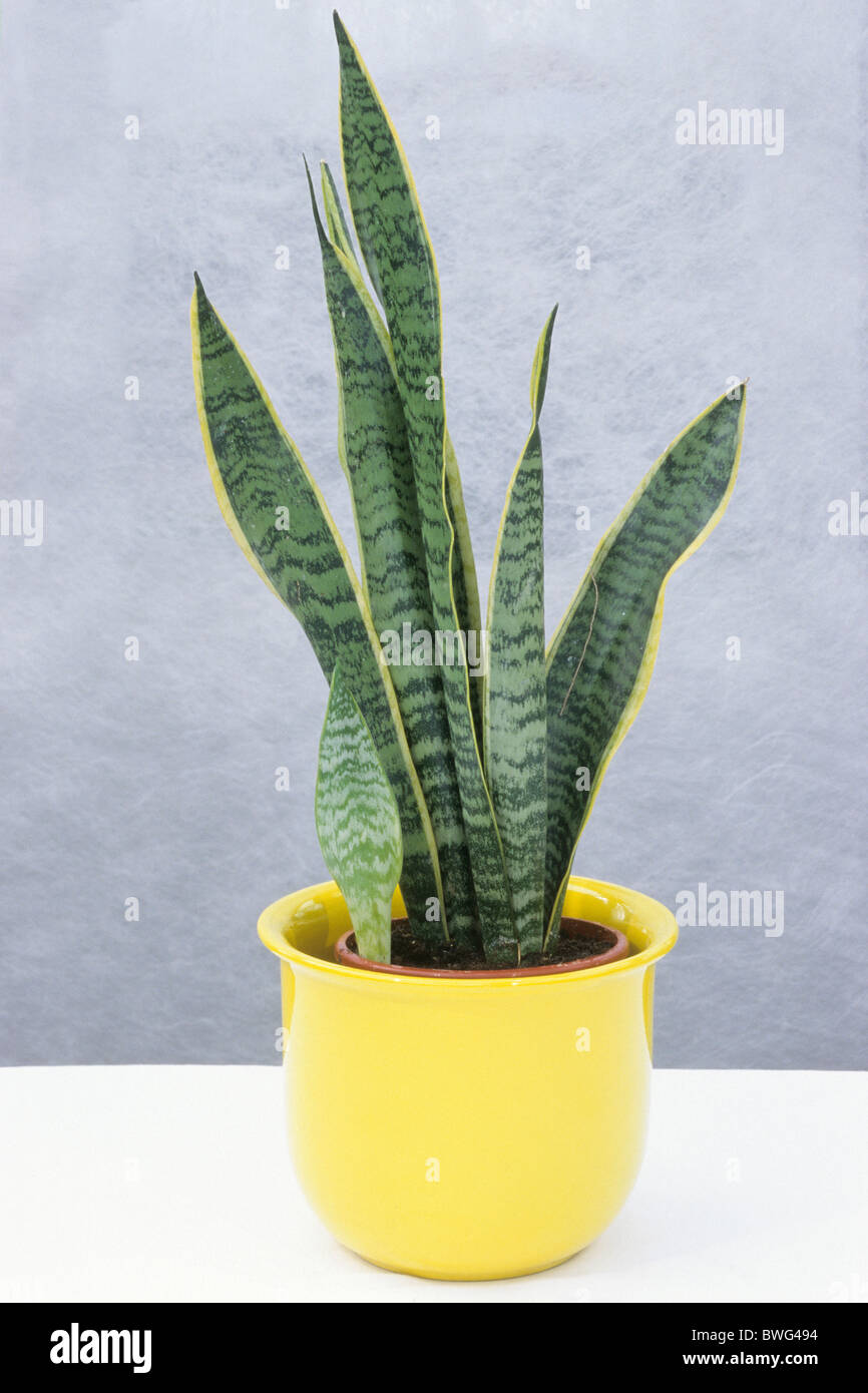 Belle-mère, Laws-Tongue (Sansevieria trifasciata plante serpent), plante en pot, studio photo. Banque D'Images