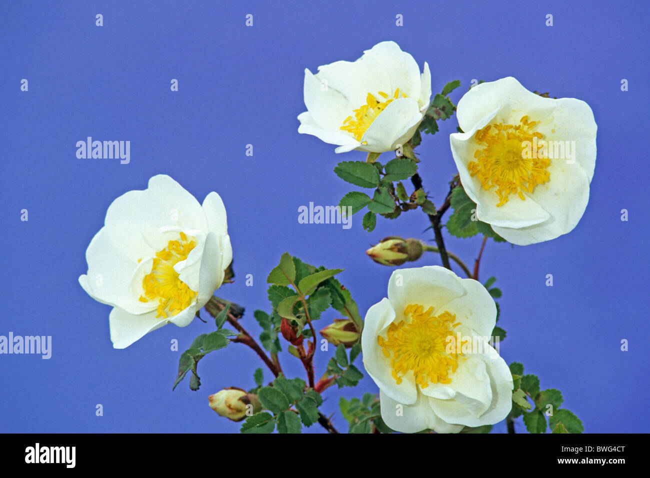 Burnett Rose, Scotch, Scotch Briar Rose (Rosa pimpinellifolia, Rosa spinosissima), la floraison. Banque D'Images