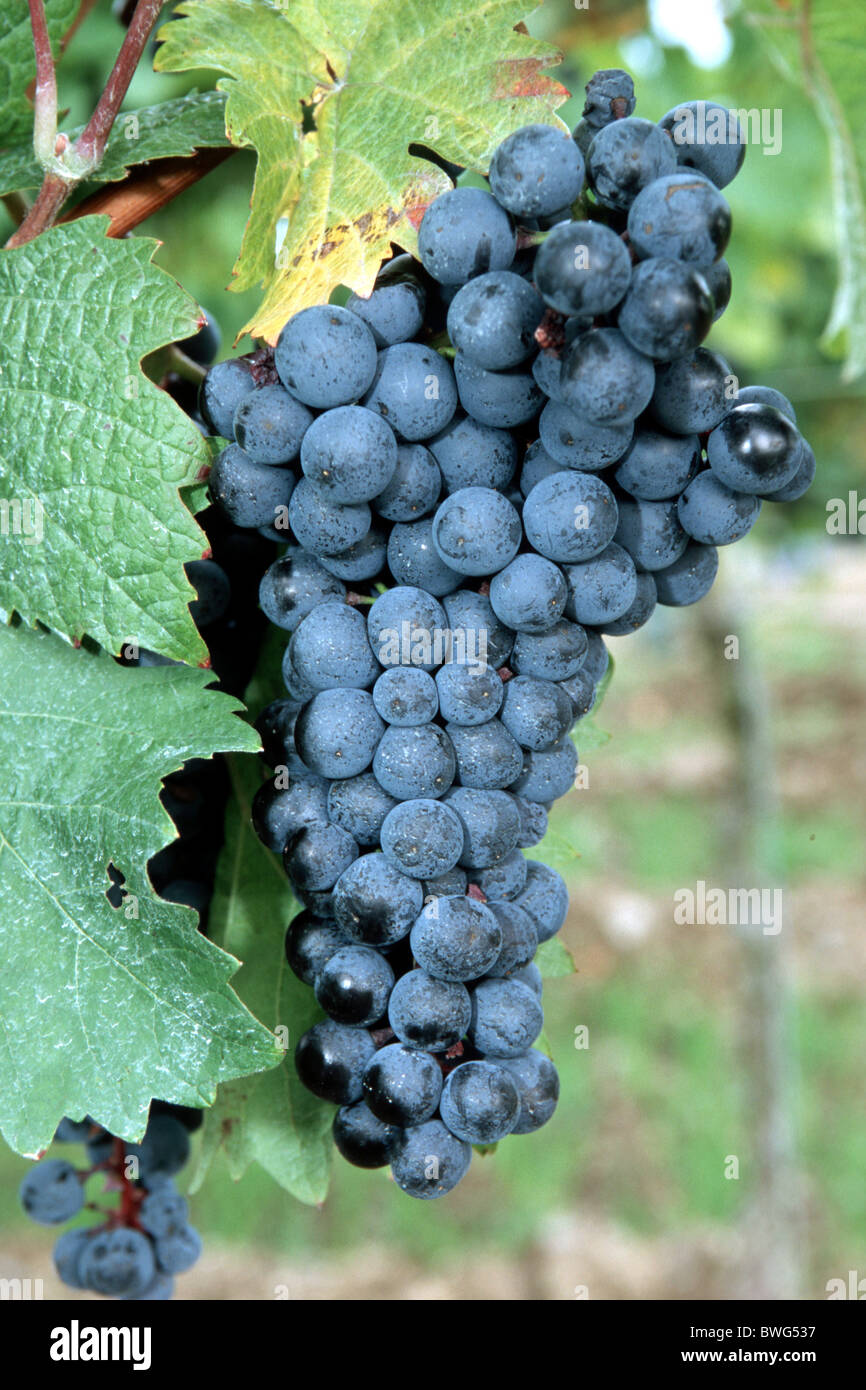 La Vigne, le raisin, la vigne (Vitis vinifera), variété : Dornfelder, grappe de raisins. Banque D'Images