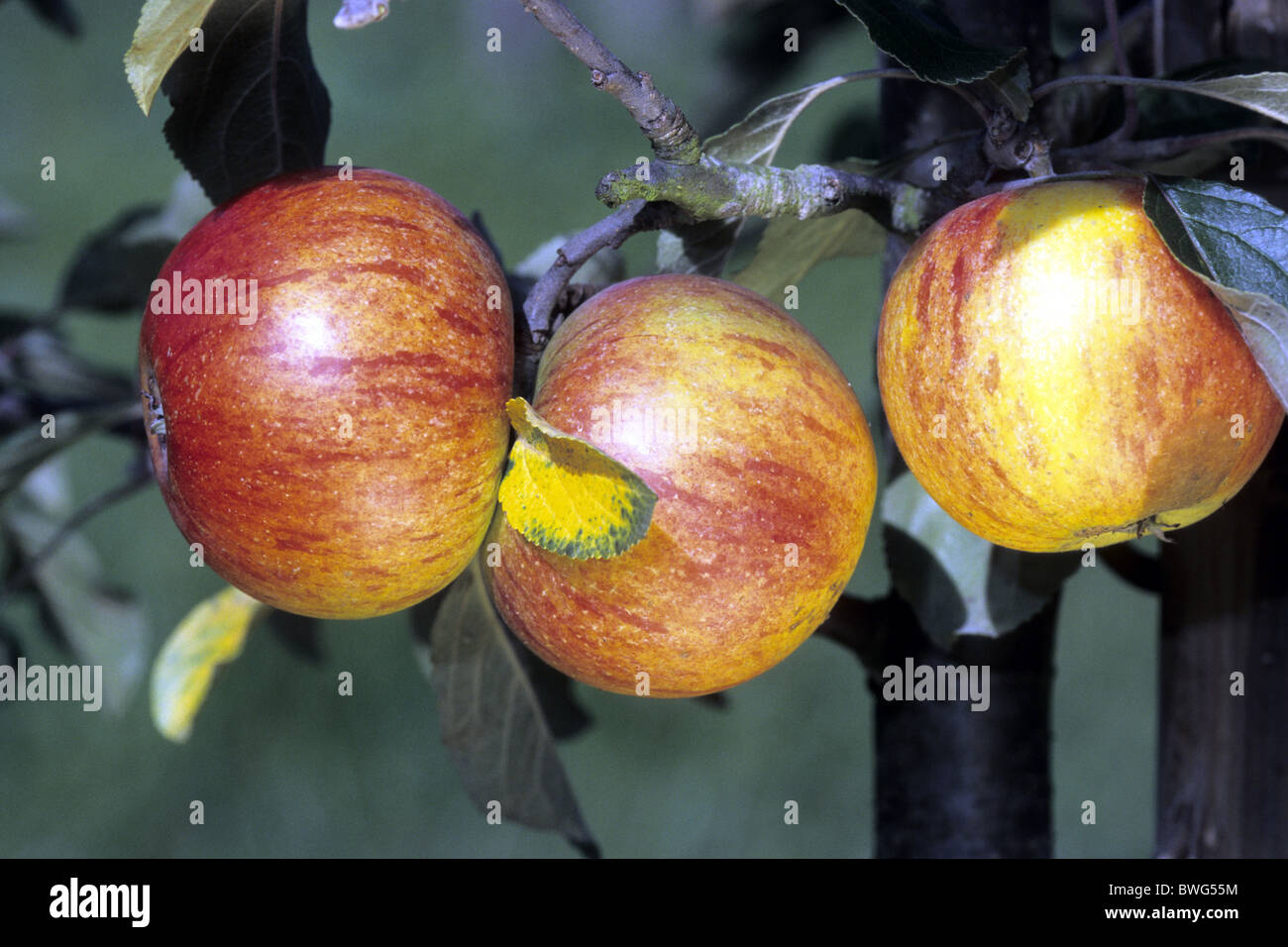 Pommier (Malus domestica), variété : Cox Orange, Reine des pommes mûres sur l'arbre. Banque D'Images