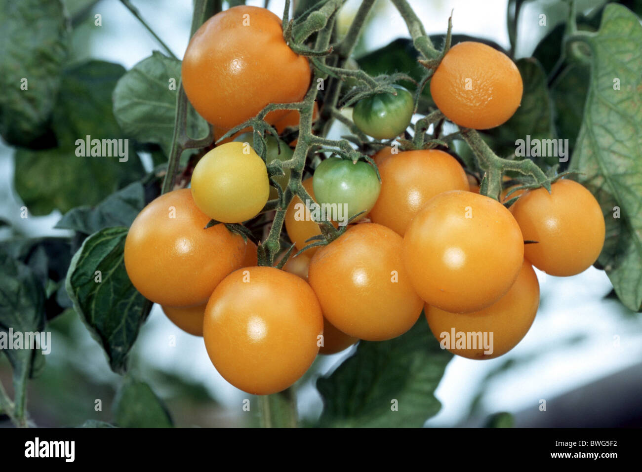 Tomate, jaune tomate (Lycopersicon esculentum), variété : Goldino, fruits mûrs. Banque D'Images