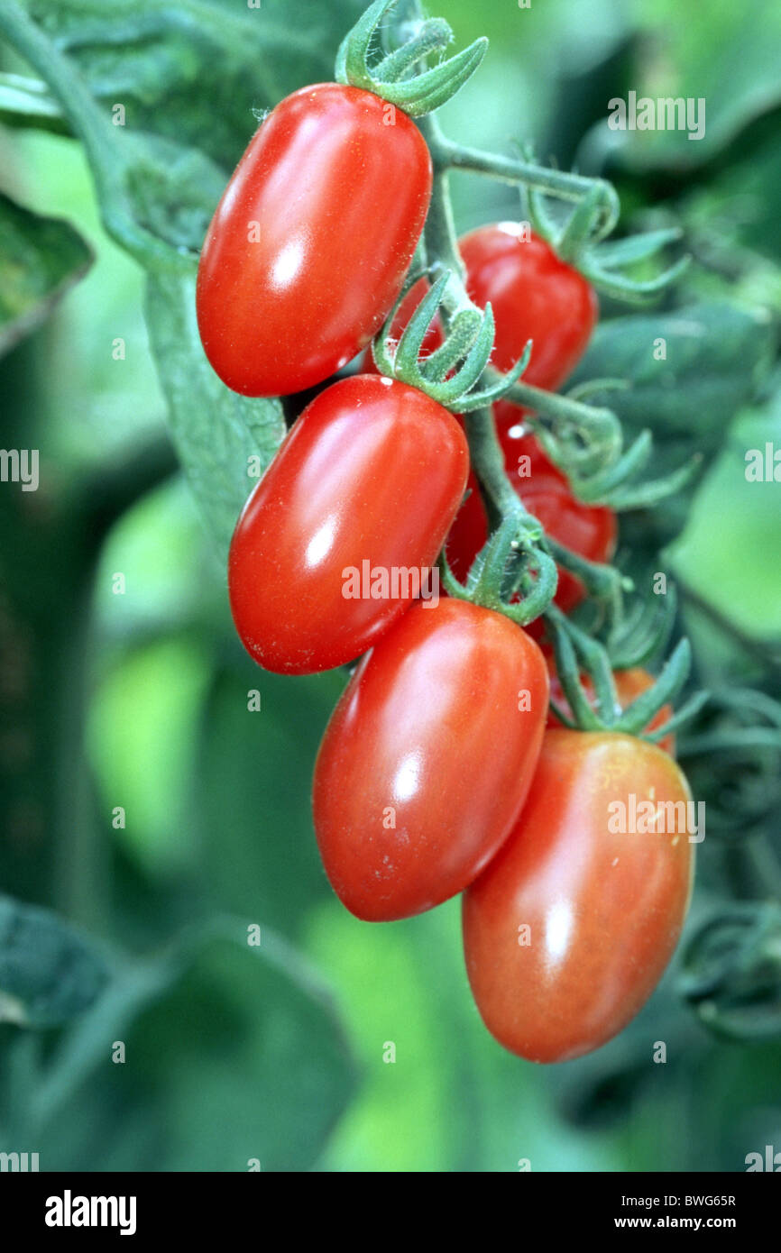 La tomate cerise, tomate (Lycopersicon esculentum), variété : Fioline, fruits mûrs. Banque D'Images