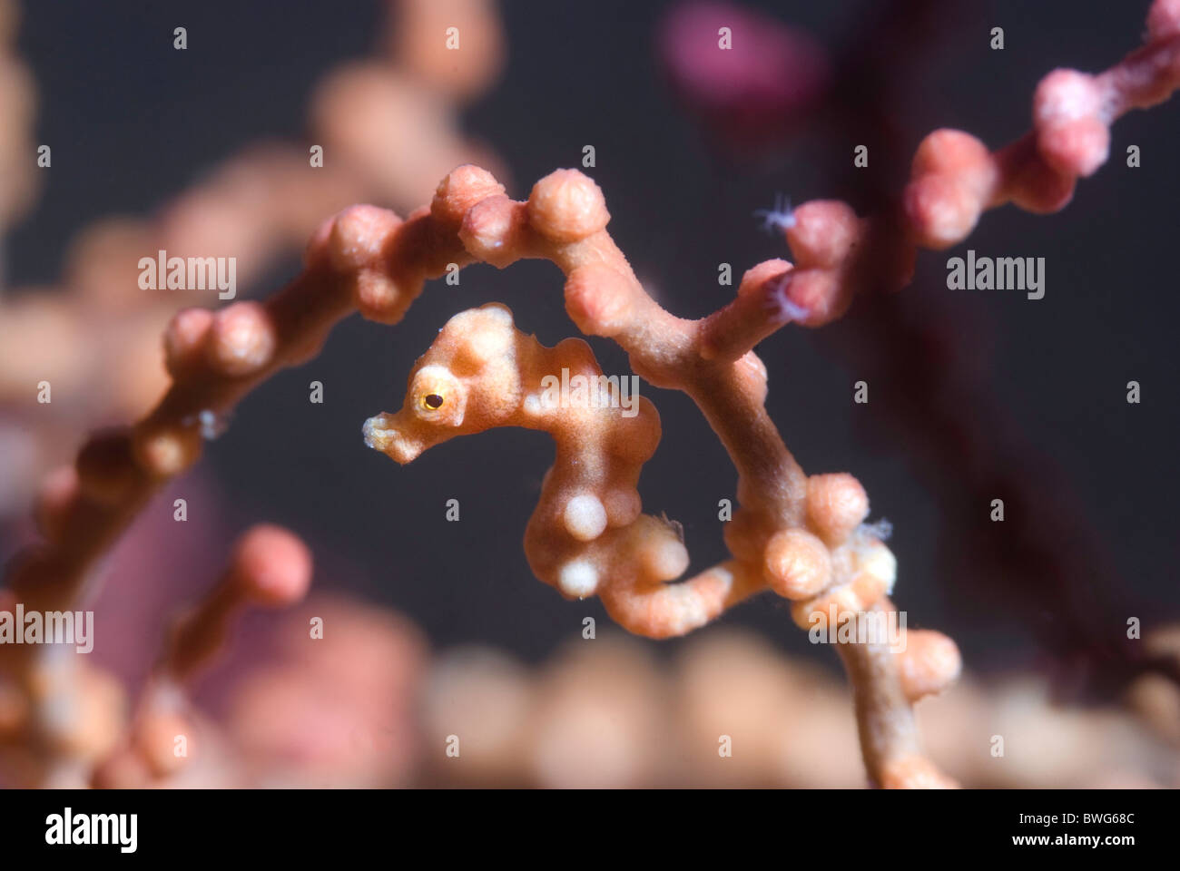 Hippocampe pygmée attaché à fan coral Banque D'Images