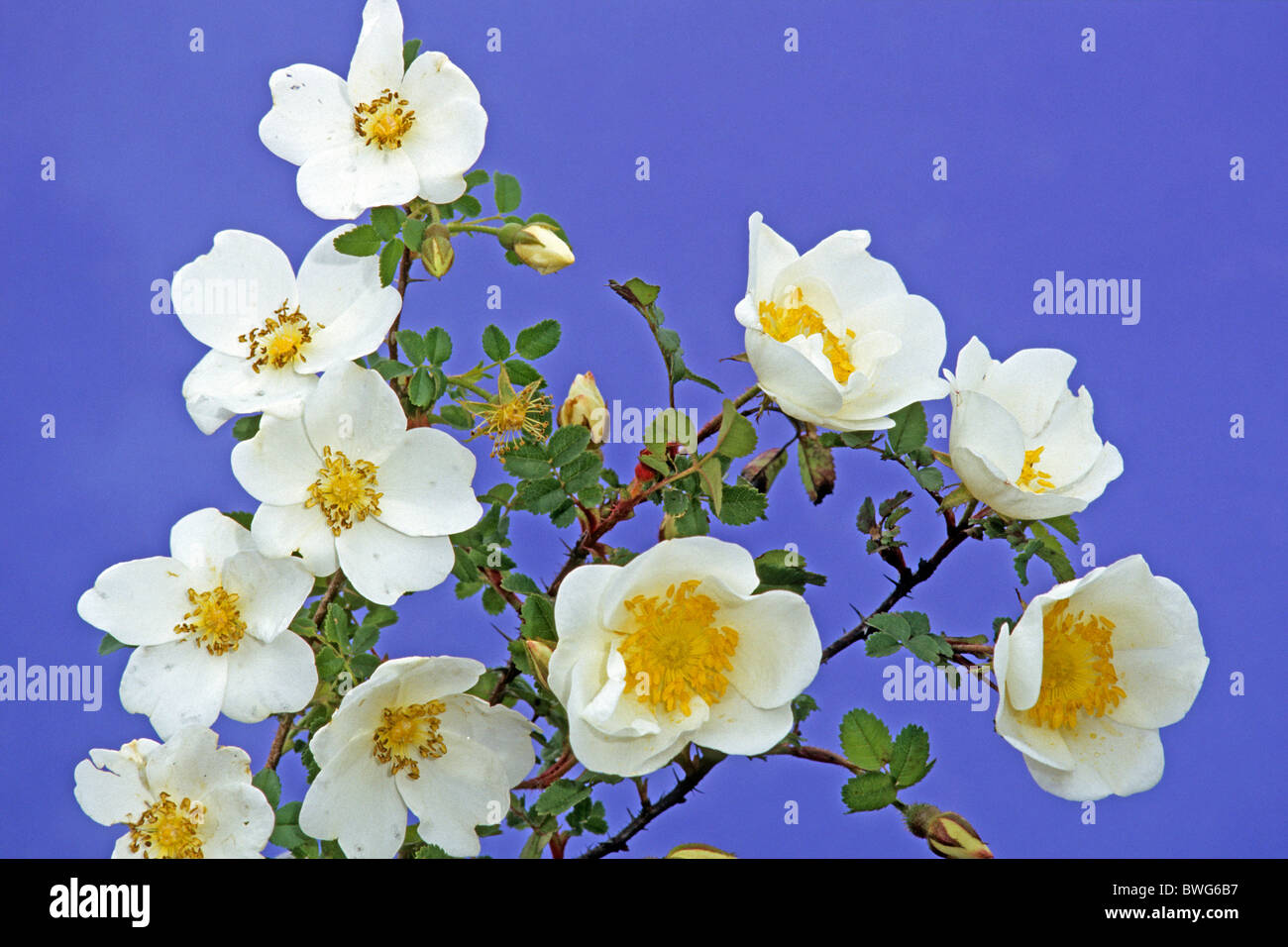 Burnett Rose, Scotch, Scotch Briar Rose (Rosa pimpinellifolia, Rosa spinosissima), la floraison. Banque D'Images