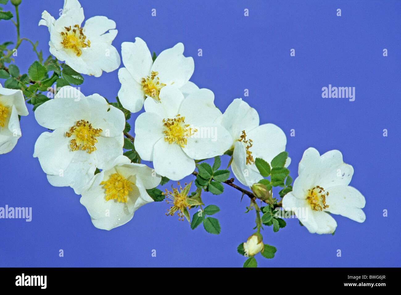 Burnett Rose, Scotch, Scotch Briar Rose (Rosa pimpinellifolia, Rosa spinosissima), la floraison. Banque D'Images