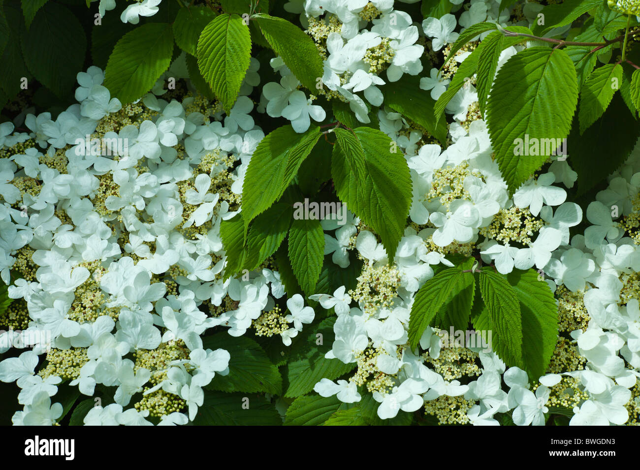 Hortensia lacecap blanche dans un jardin dans le comté de Cork, Irlande Banque D'Images