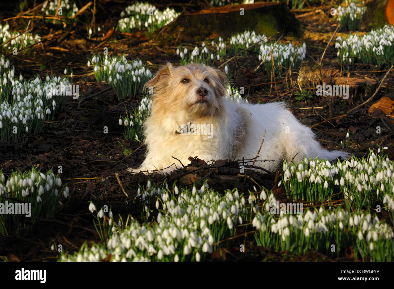 Un chien 57 Heinz hirsute couché parmi quelques perce-neige. Dorset, UK Février 2010 Banque D'Images