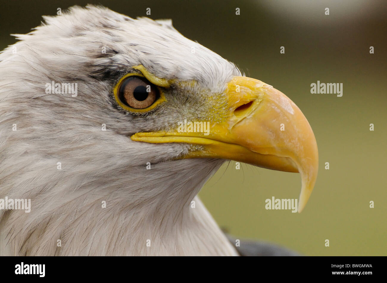 Une vue en gros plan d'un pygargue à tête blanche. Banque D'Images
