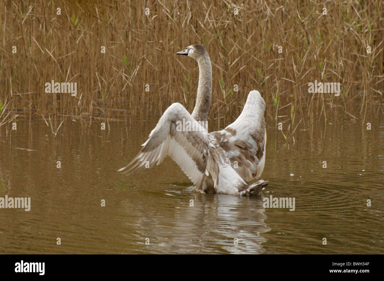 Cygnet Cygne muet dans une petite piscine Banque D'Images