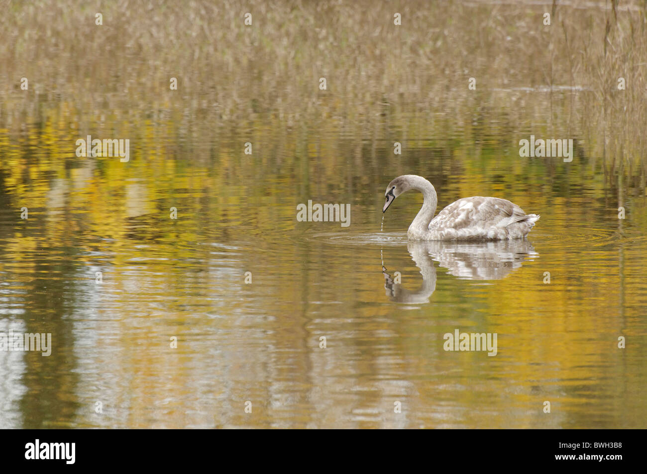 Cygnet Cygne muet dans une petite piscine Banque D'Images