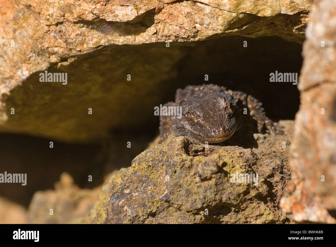 gecko de mur Banque D'Images