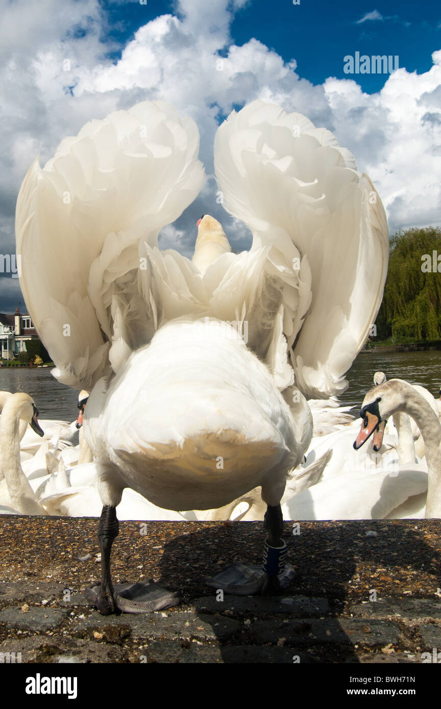 Une capture d'arrière d'un cygne dans une position. Banque D'Images