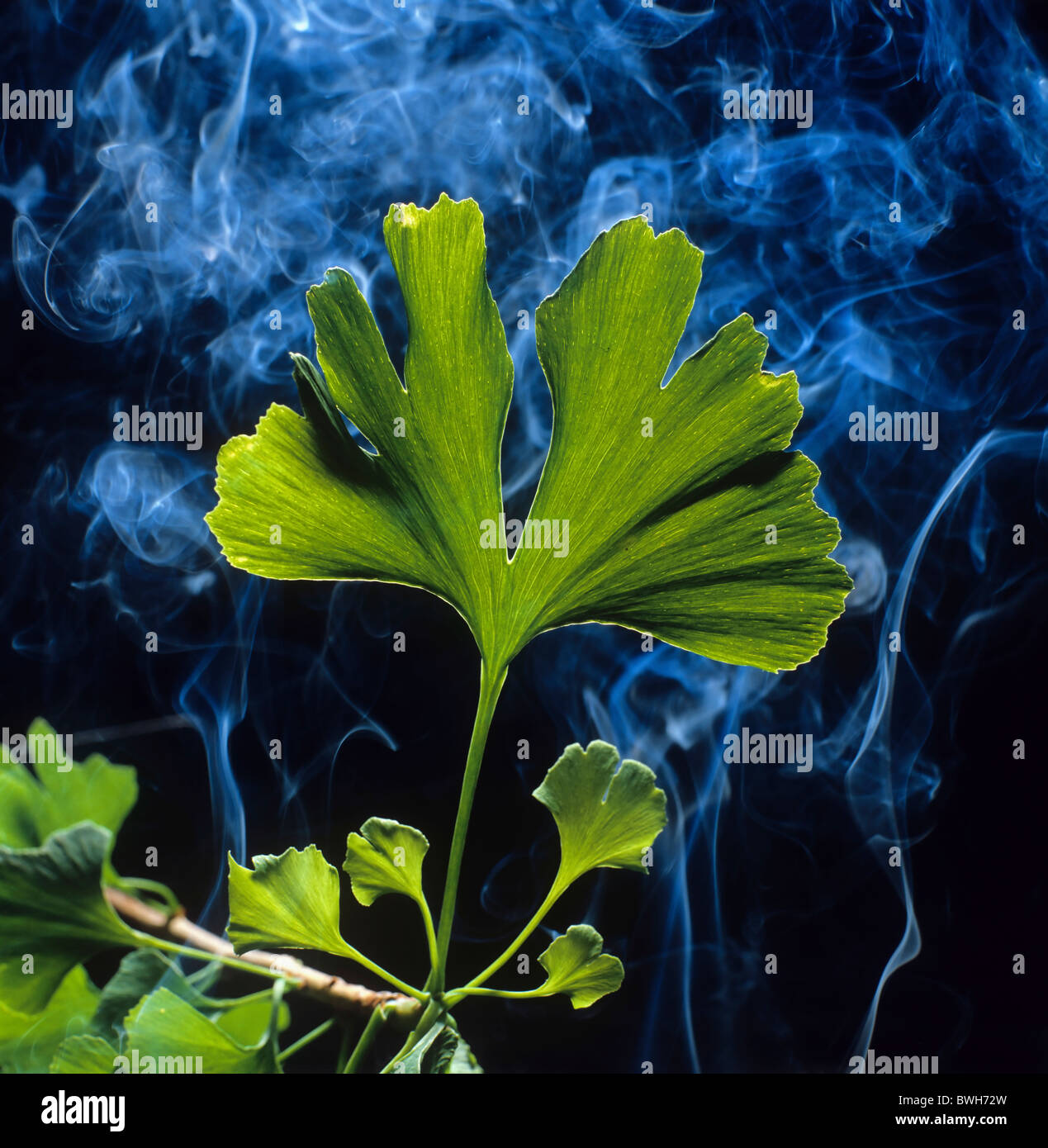 Branche et feuilles d'un ginkgo (Ginkgo biloba) dans un nuage de fumée Banque D'Images